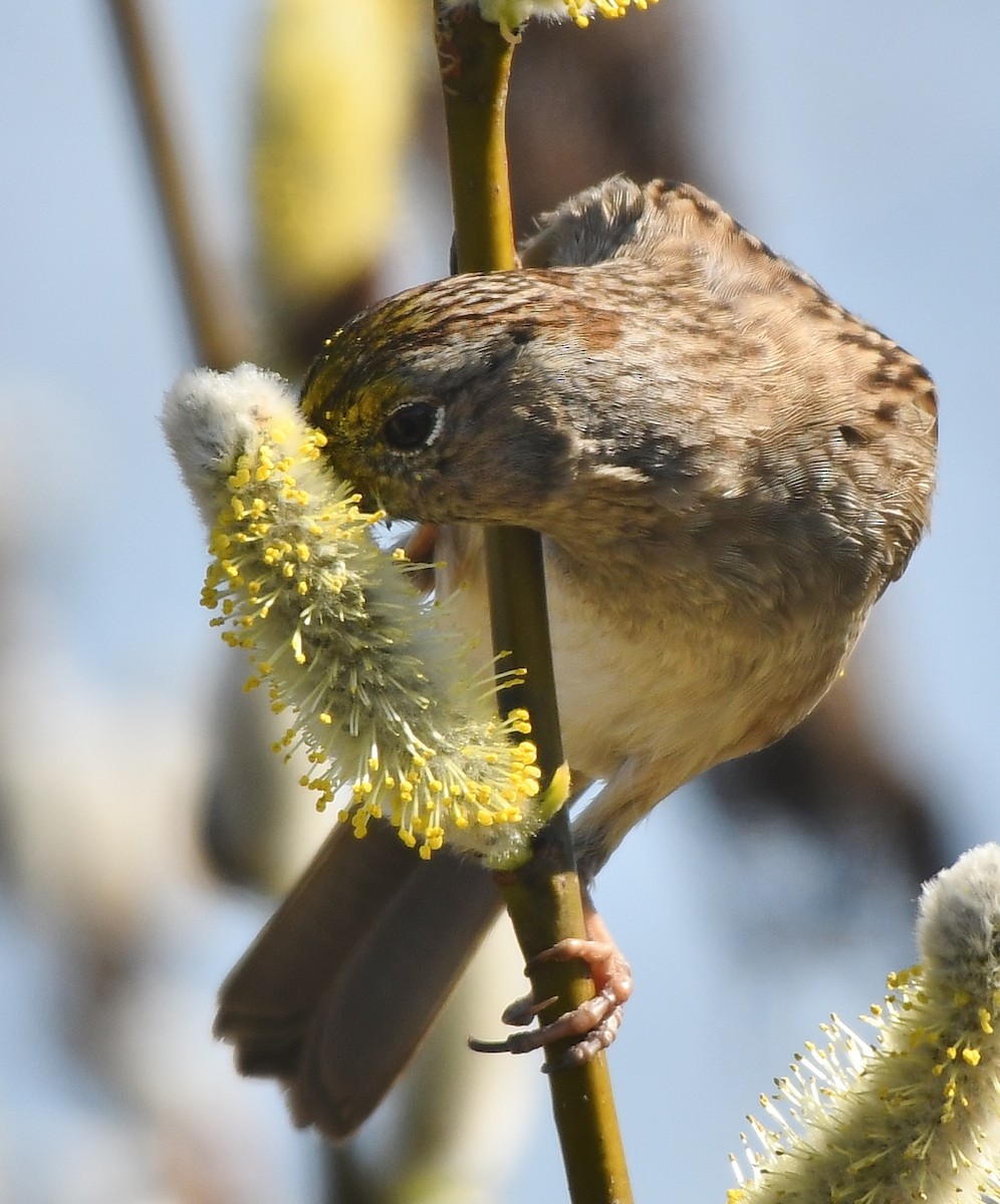 Golden-crowned Sparrow - ML429914771