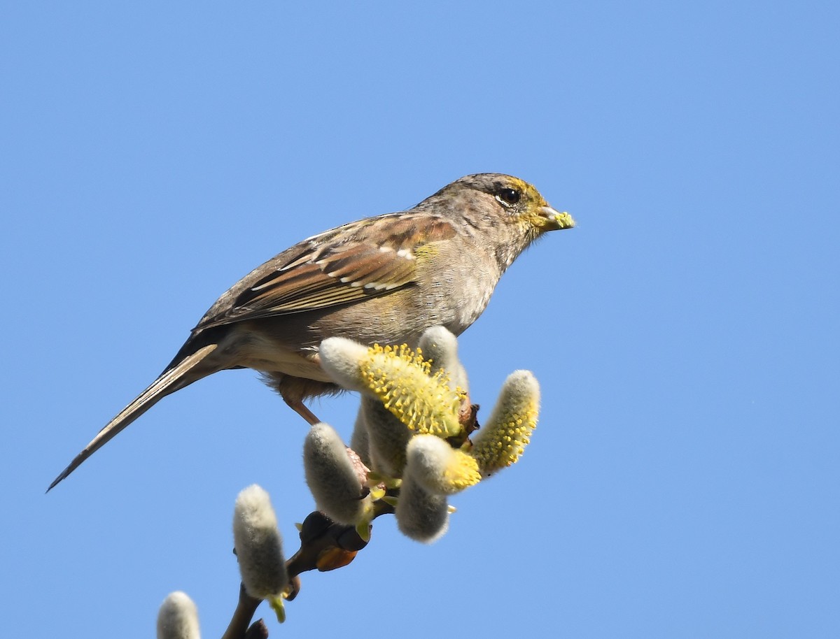 Golden-crowned Sparrow - ML429914831