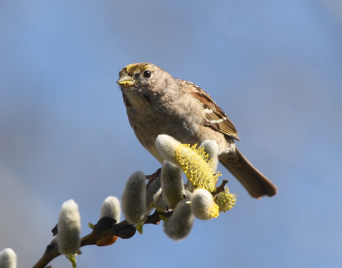 Golden-crowned Sparrow - ML429914861