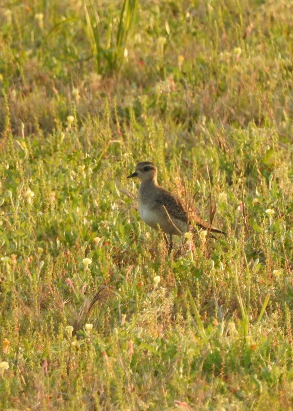 American Golden-Plover - ML429916231