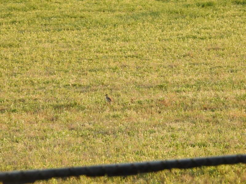 American Golden-Plover - ML429916251