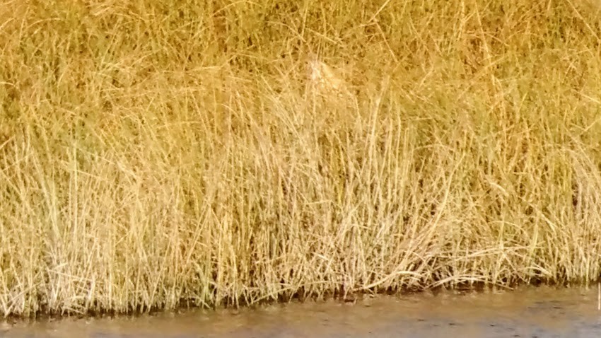 Eurasian Bittern - Raphaël Nussbaumer