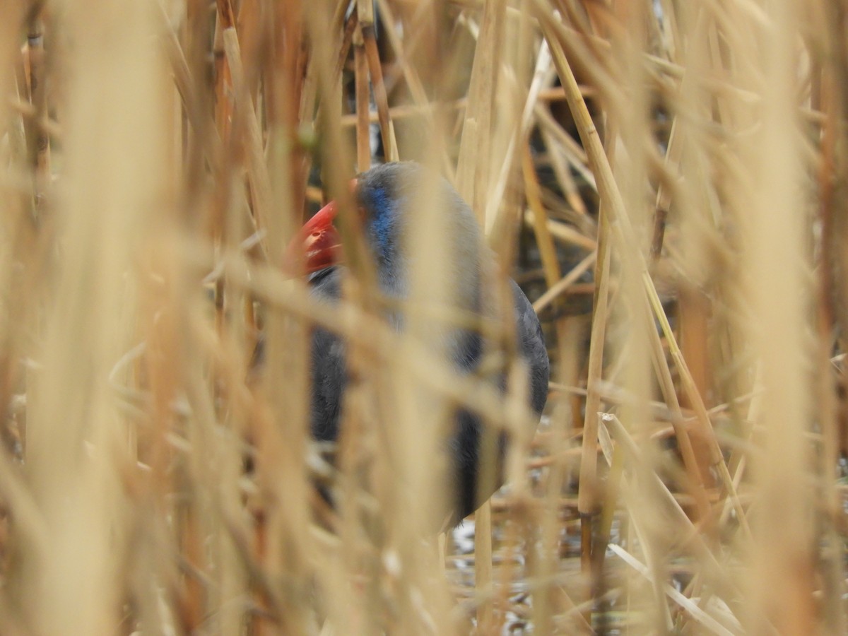 Western Swamphen - Bianca Beland