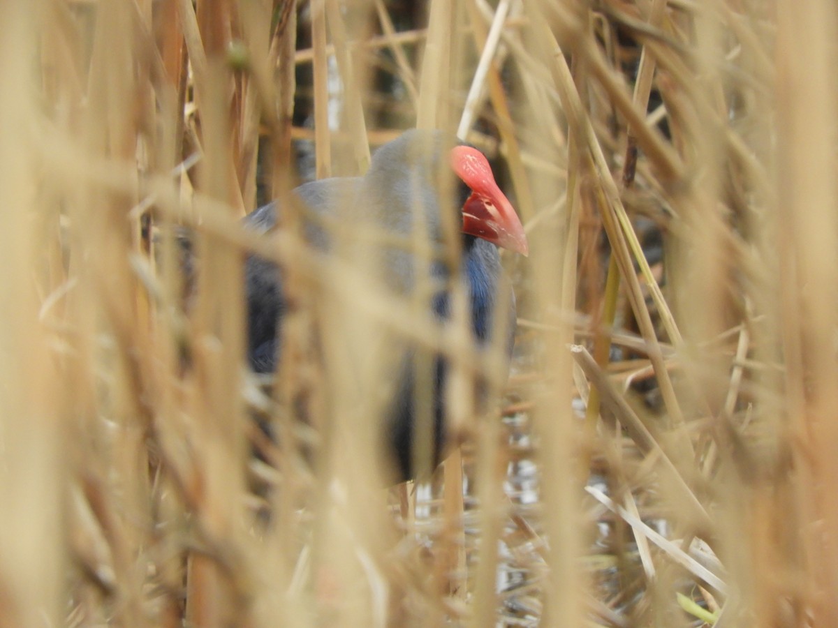 Western Swamphen - ML429916481