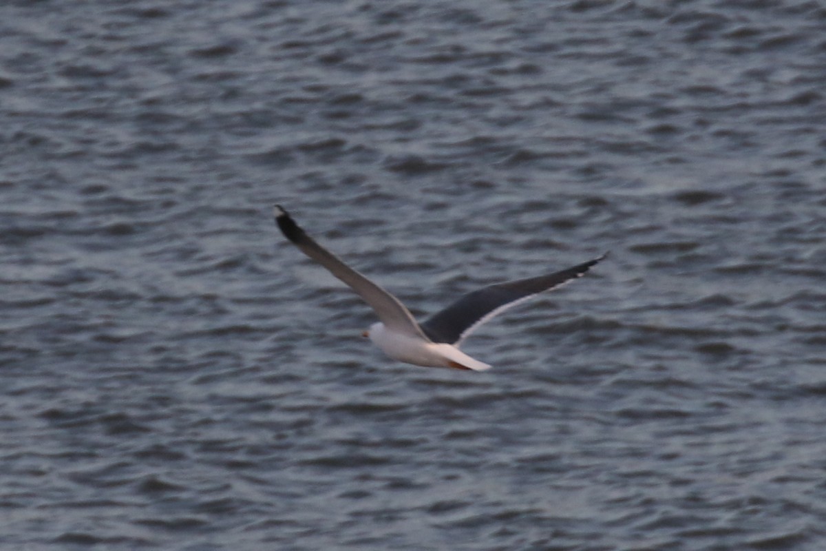 Gaviota Sombría - ML429916491