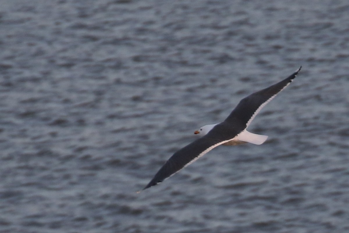 Gaviota Sombría - ML429916531