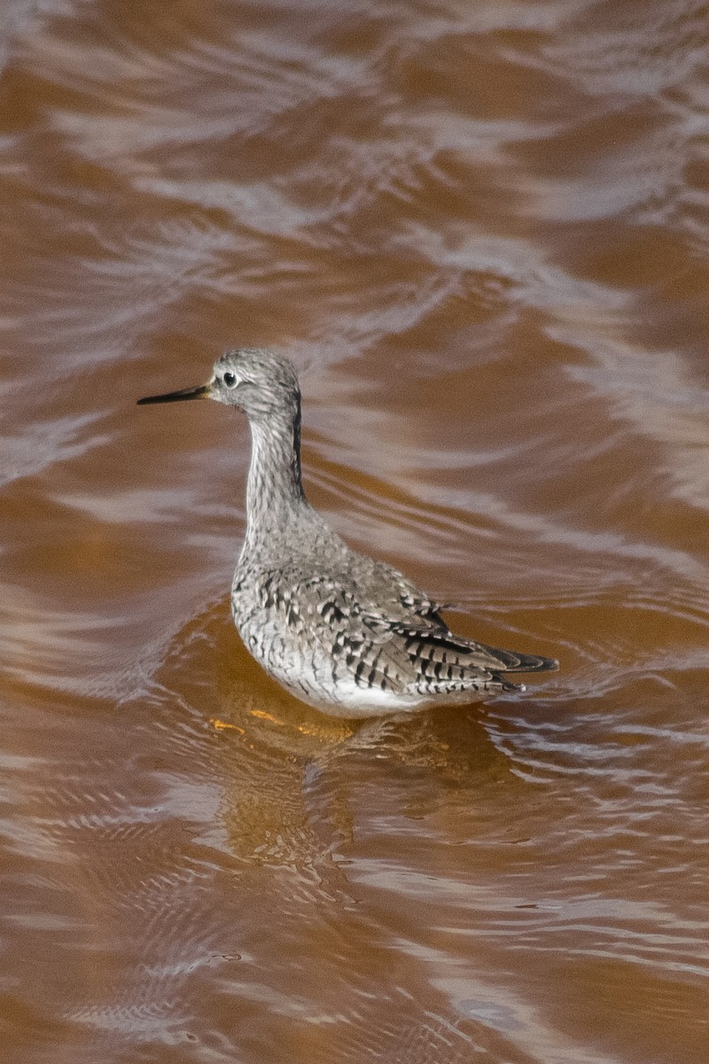 Lesser Yellowlegs - ML429916541