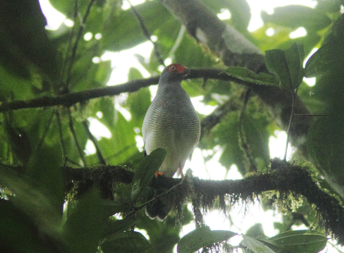 Plumbeous Forest-Falcon - ML429916811