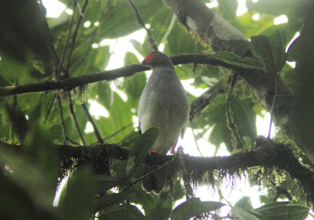 Plumbeous Forest-Falcon - ML429916831