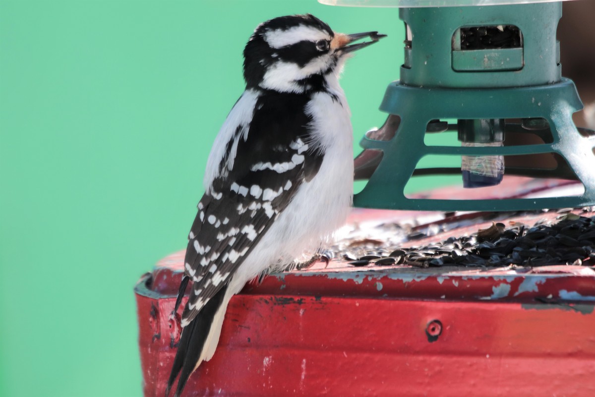 Hairy Woodpecker - ML429917371