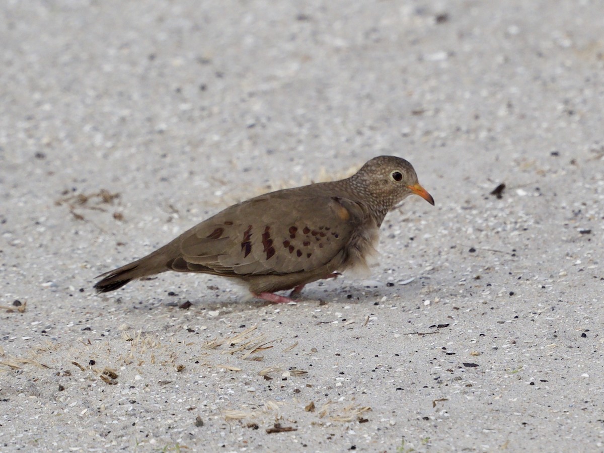 Common Ground Dove - ML429917541