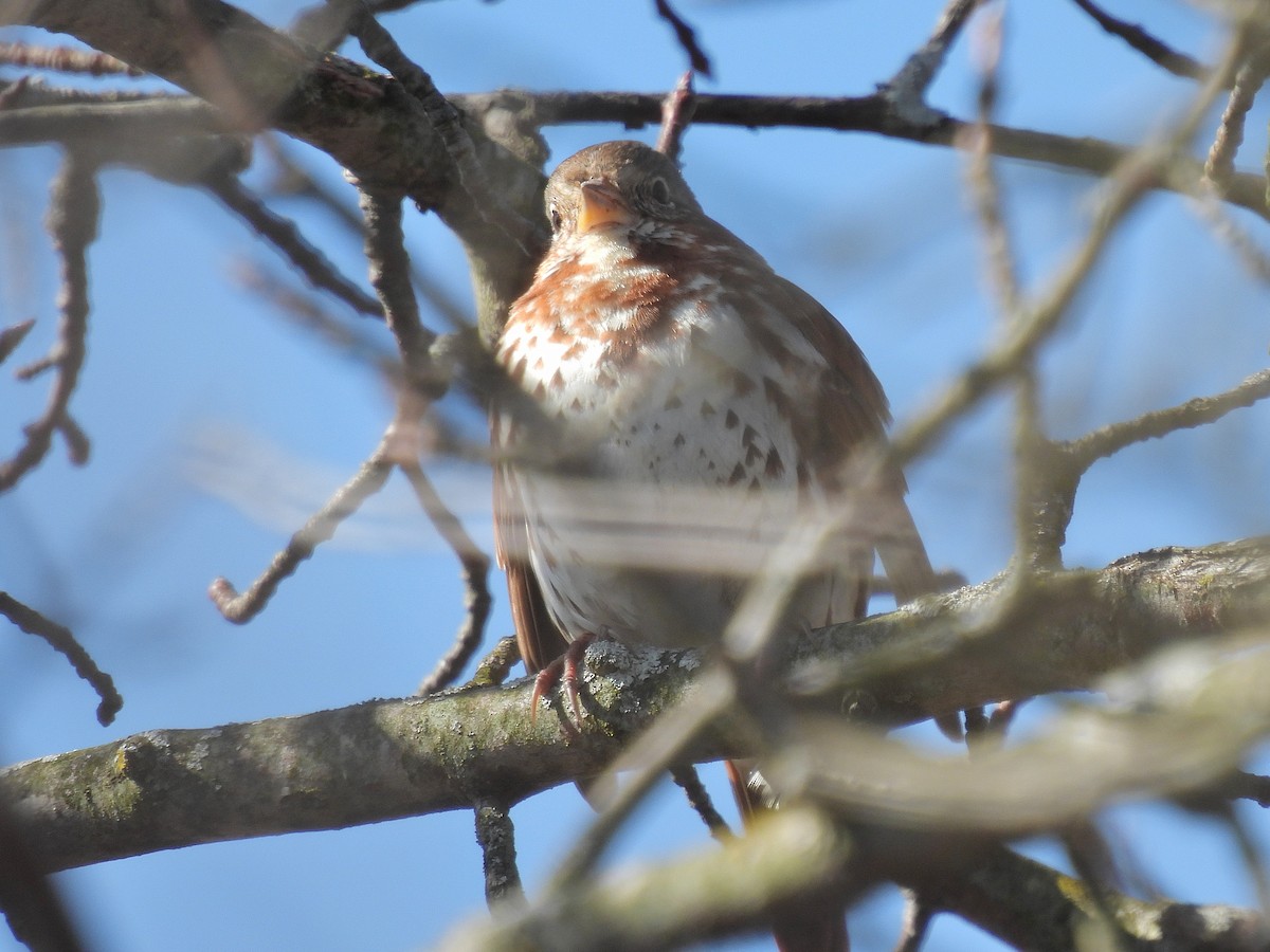 Fox Sparrow (Red) - Bill Nolting