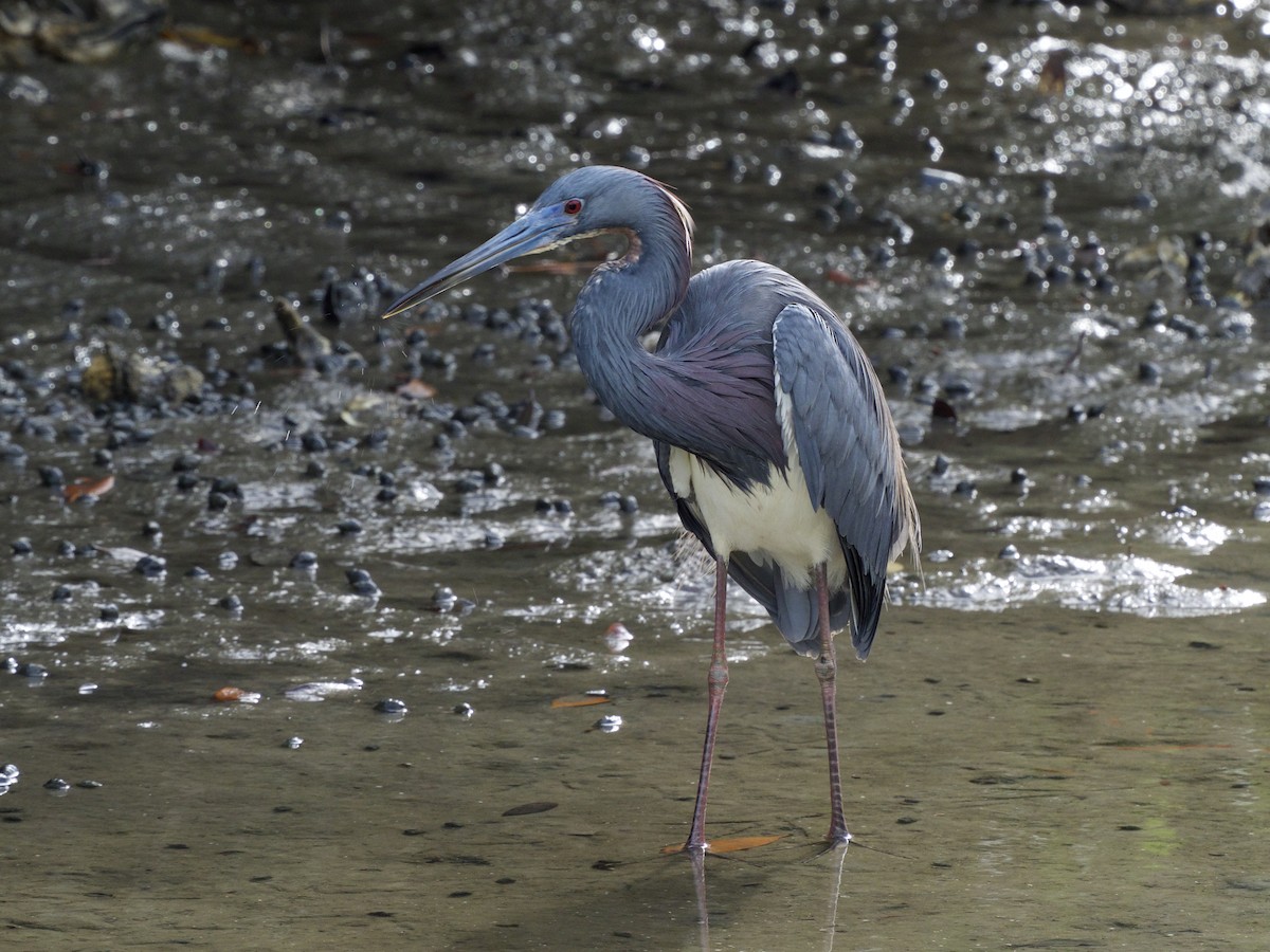 Tricolored Heron - ML429919401