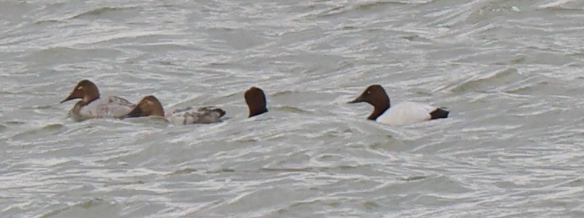 Canvasback - ML429919831