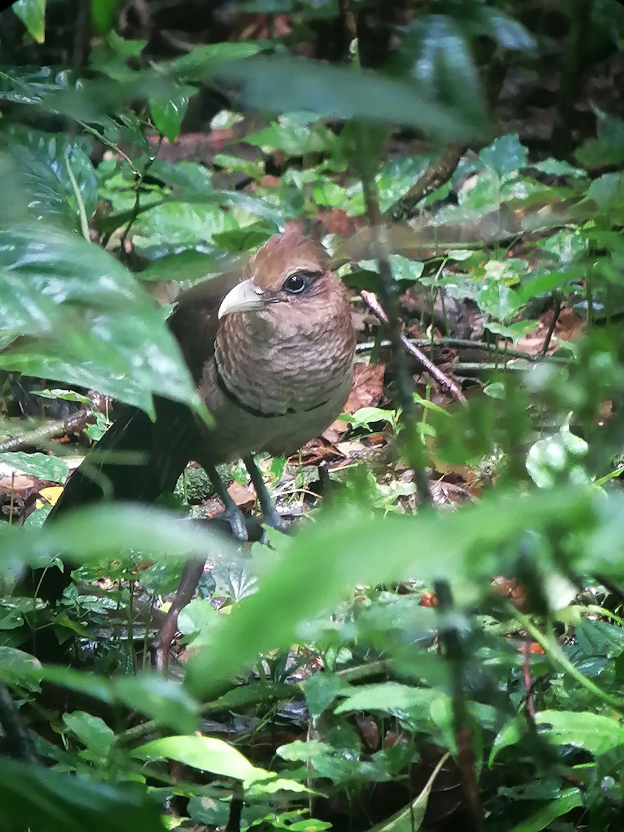 Rufous-vented Ground-Cuckoo - ML429919851
