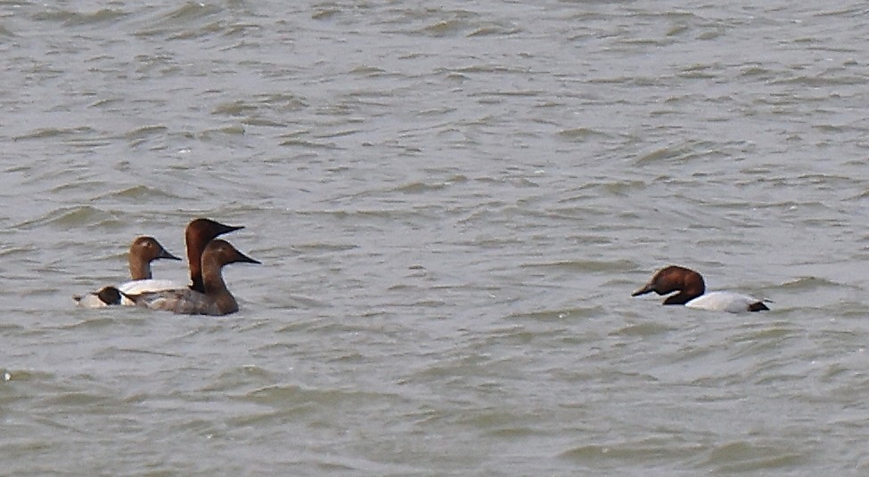 Canvasback - ML429919921