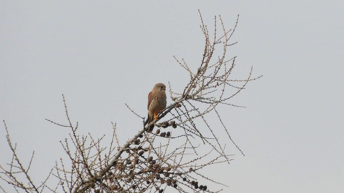 Eurasian Kestrel - ML429921711