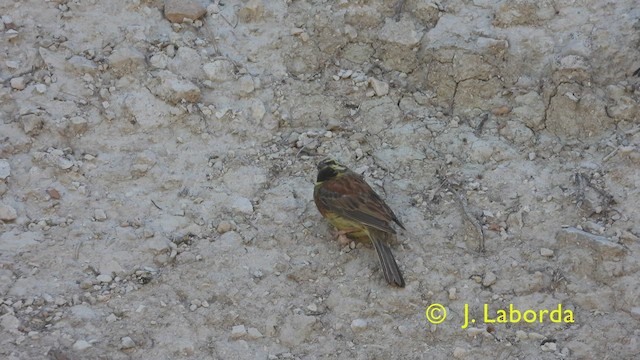 Cirl Bunting - ML429922811