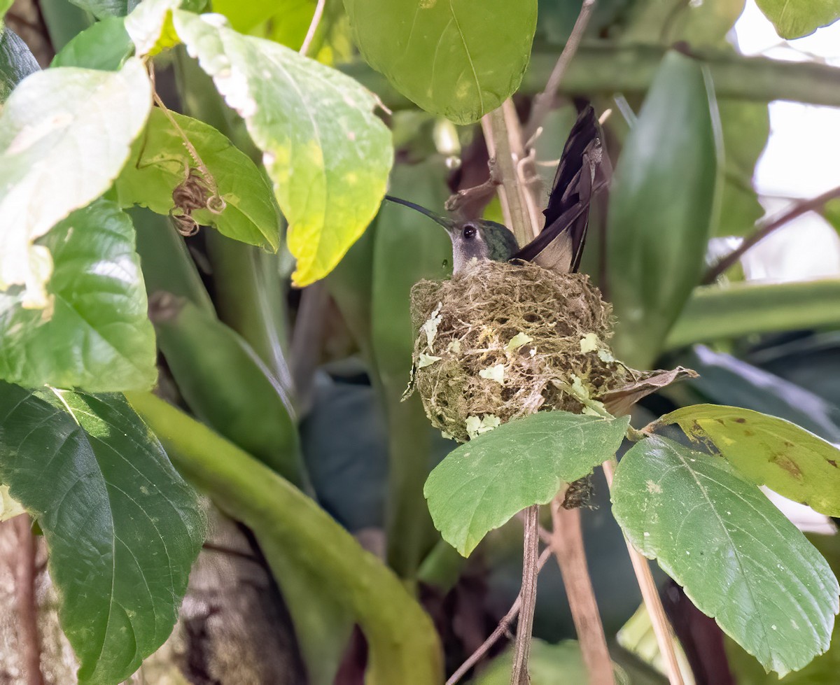 Wedge-tailed Sabrewing (Long-tailed) - Mel Senac