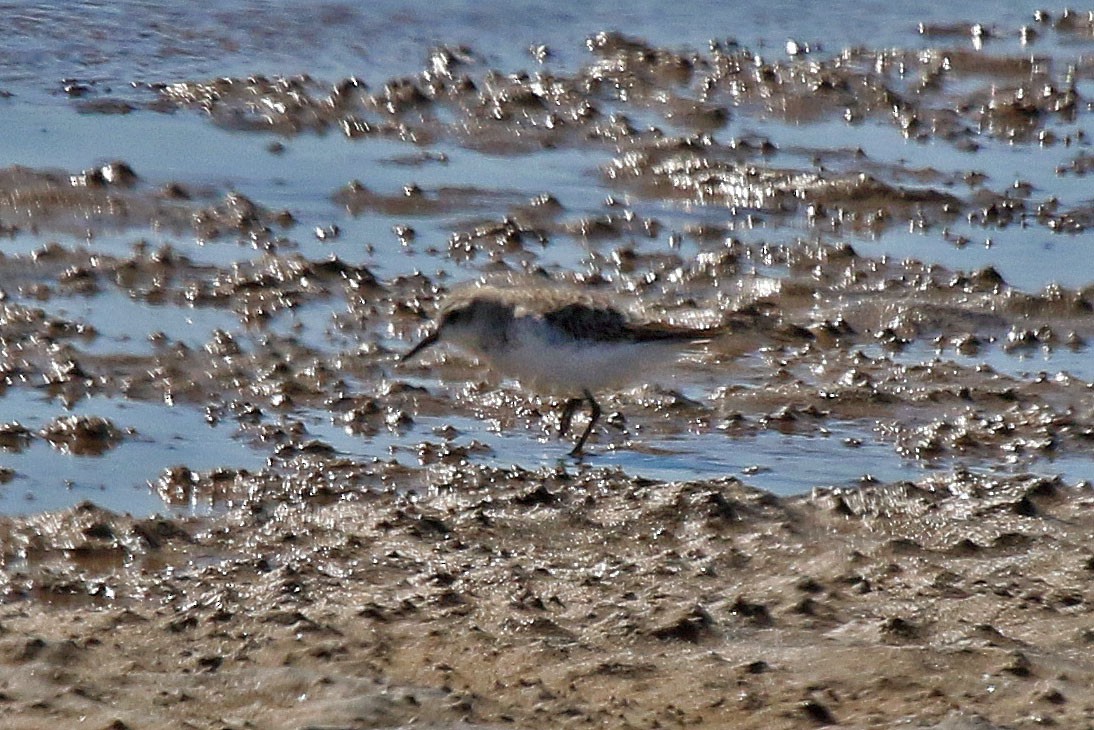 Little Stint - ML429923341