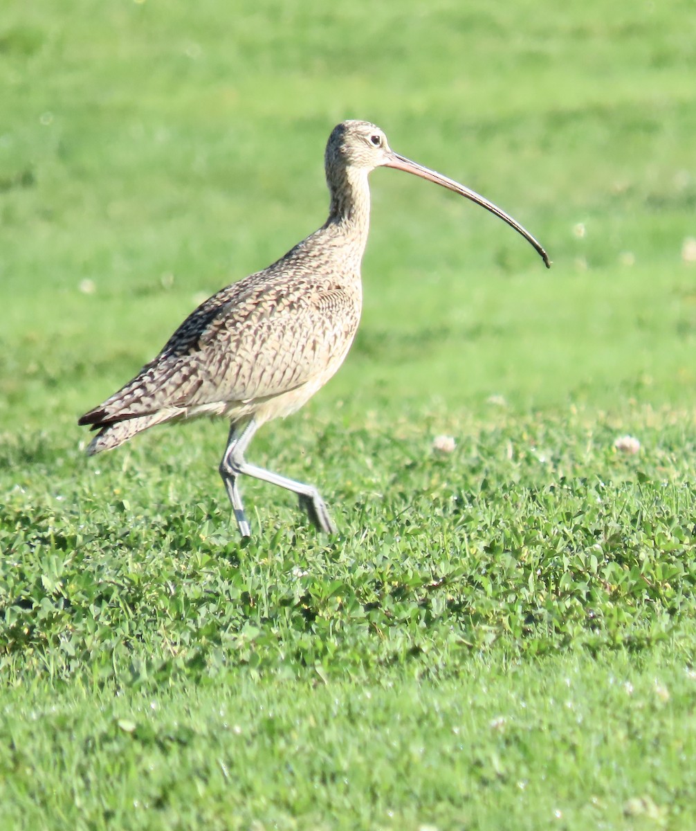 Long-billed Curlew - ML429924041