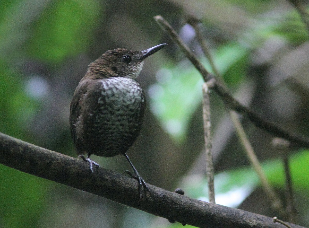 ミナミナキミソサザイ（taeniatus／occidentalis） - ML429924151