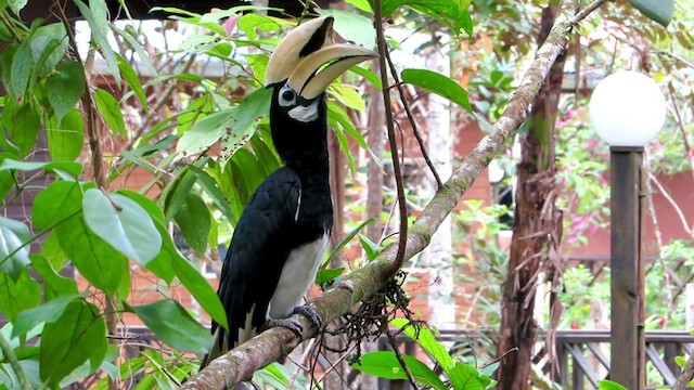 Oriental Pied-Hornbill - ML429924231