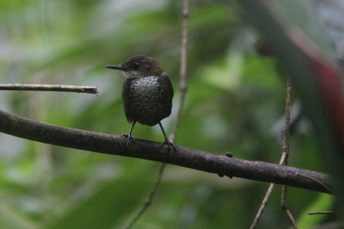 Scaly-breasted Wren (Scaly) - William Price