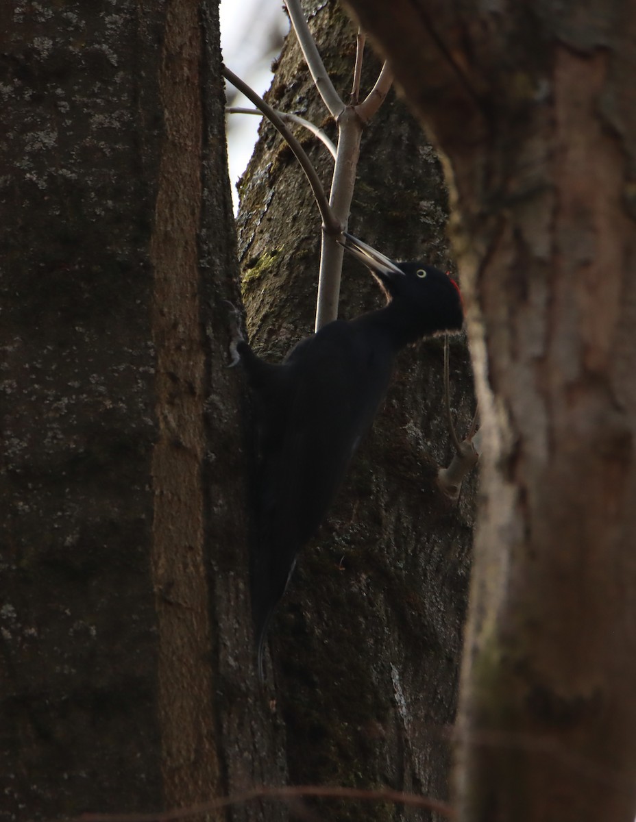 Black Woodpecker - ML429925901