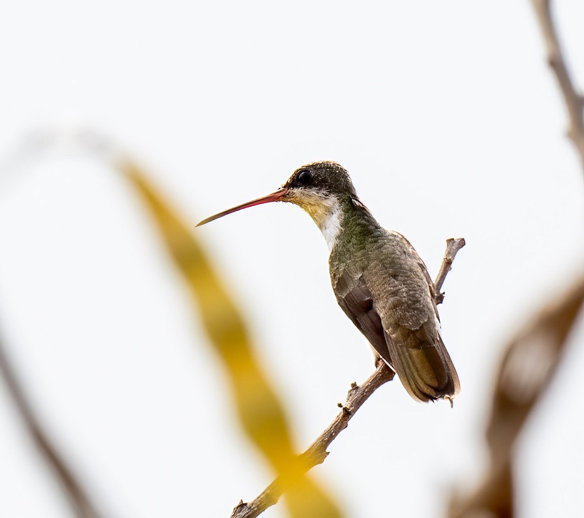 Green-fronted Hummingbird (Green-fronted) - Mel Senac