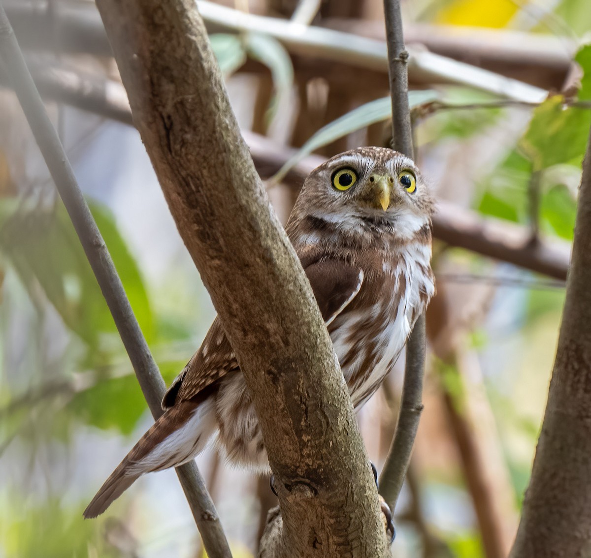 Ferruginous Pygmy-Owl - ML429926021