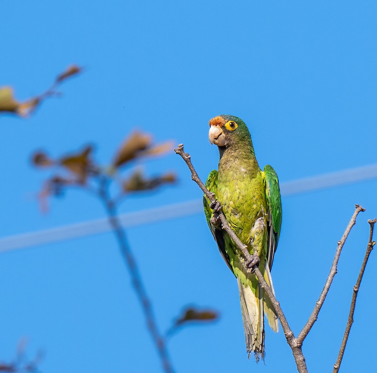 aratinga oranžovočelý - ML429926221