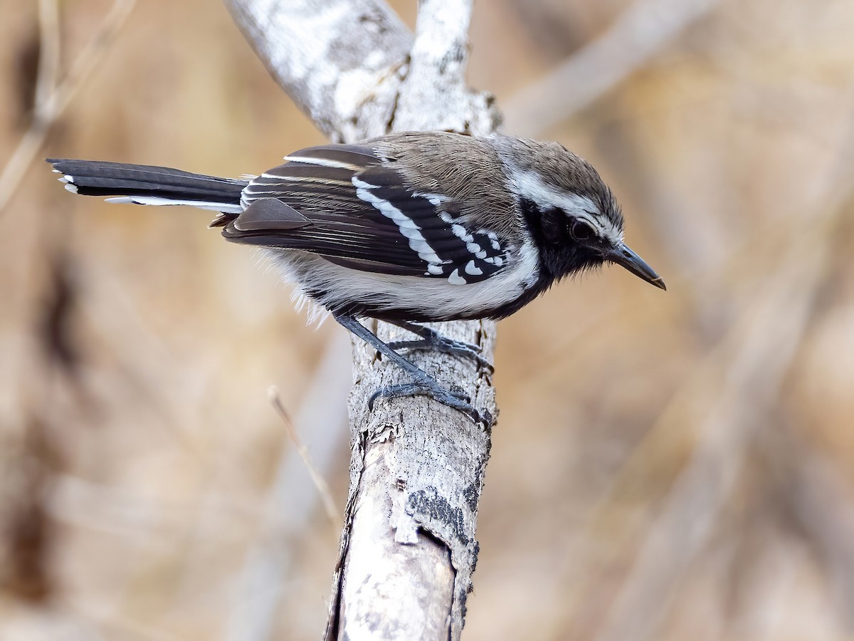 Northern White-fringed Antwren - Andres Vasquez Noboa