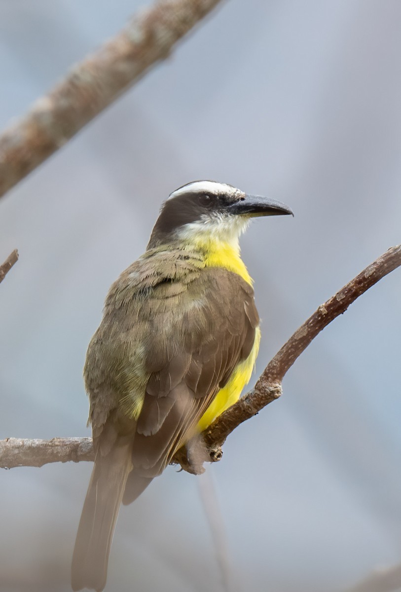 Boat-billed Flycatcher - Mel Senac