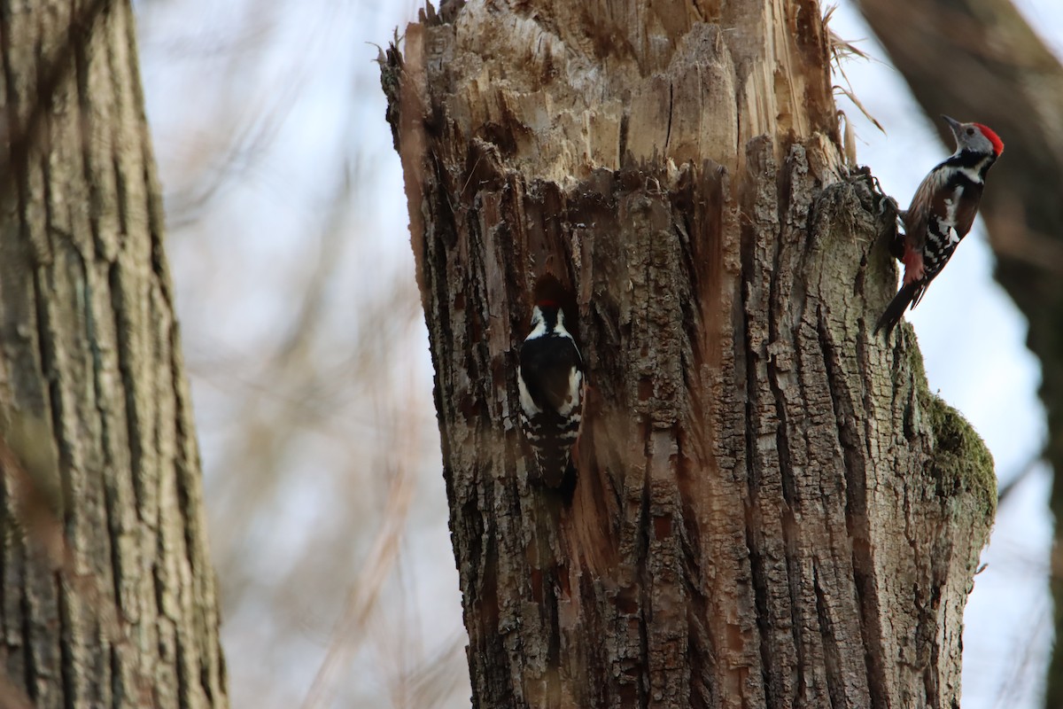 Middle Spotted Woodpecker - ML429926391