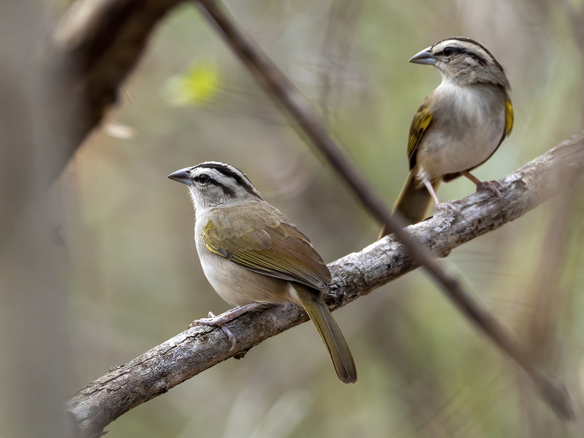 Tocuyo Sparrow - ML429926451