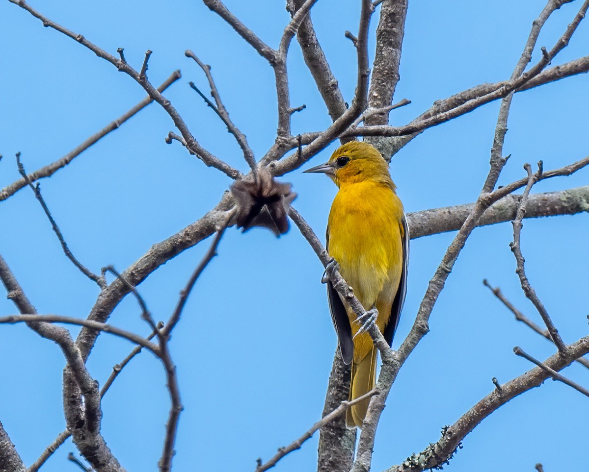 Baltimore Oriole - Mel Senac