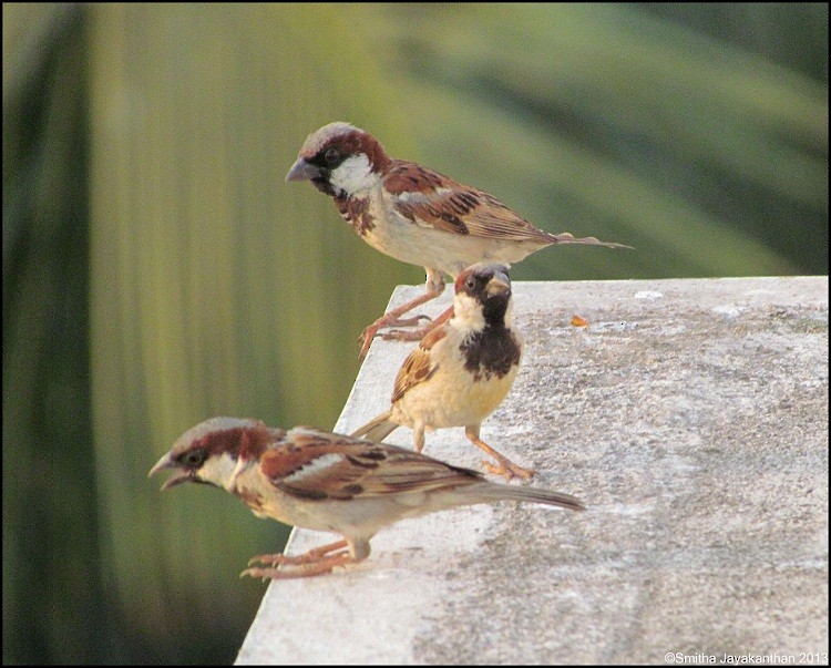 House Sparrow - Smitha Jayakanthan