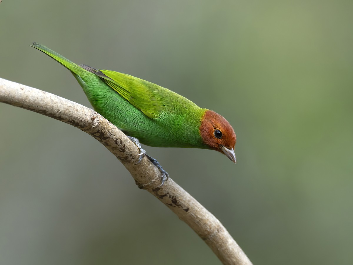 Bay-headed Tanager - Andres Vasquez Noboa