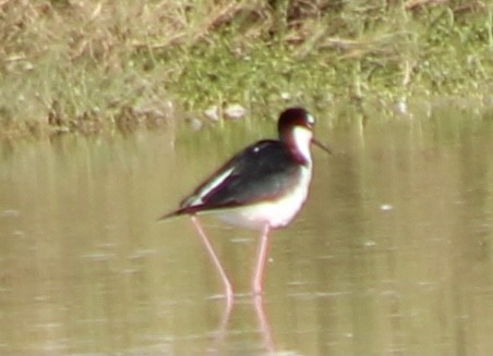 Black-necked Stilt - ML429929571