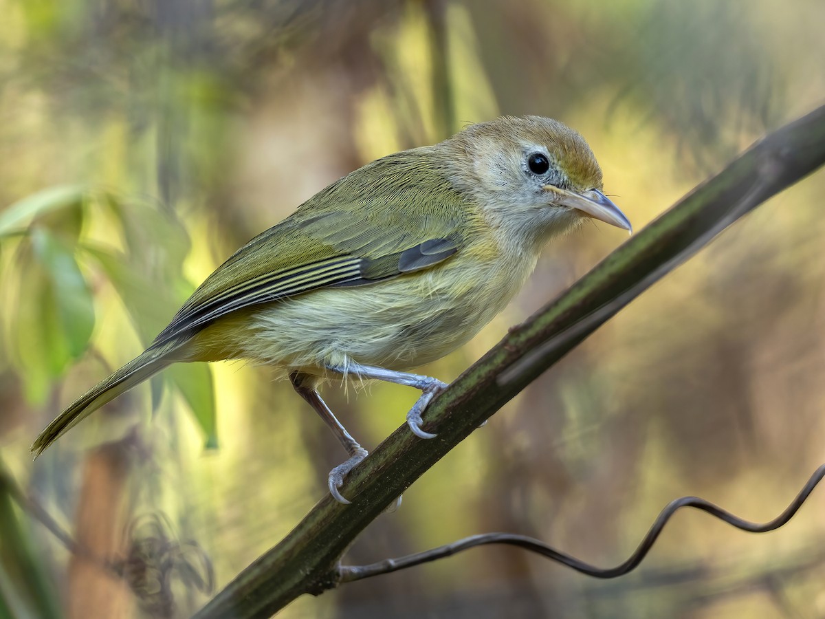Golden-fronted Greenlet - Andres Vasquez Noboa