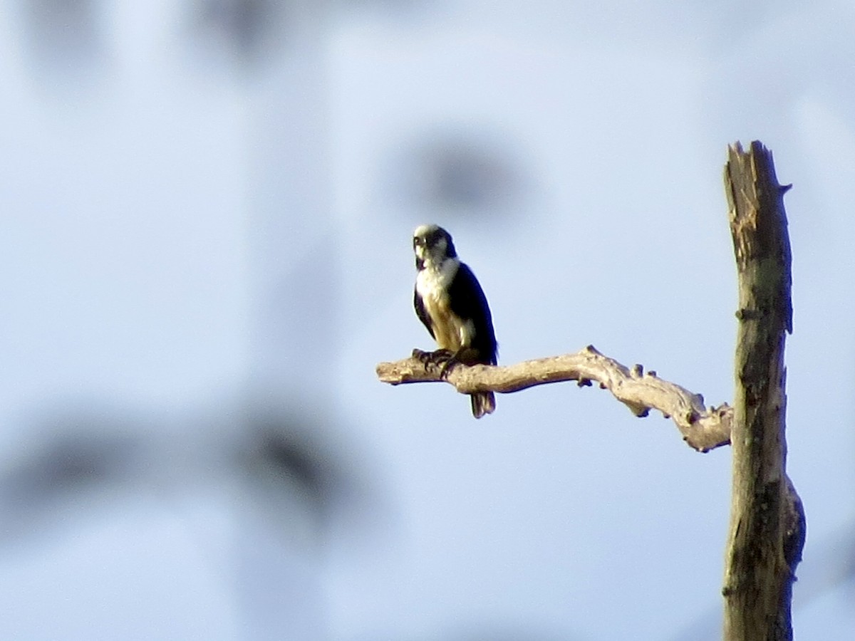 White-fronted Falconet - ML429930971