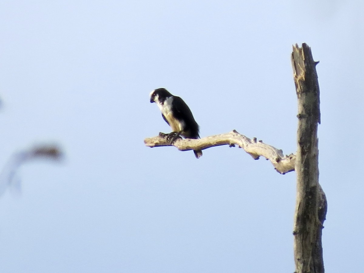 White-fronted Falconet - ML429930981