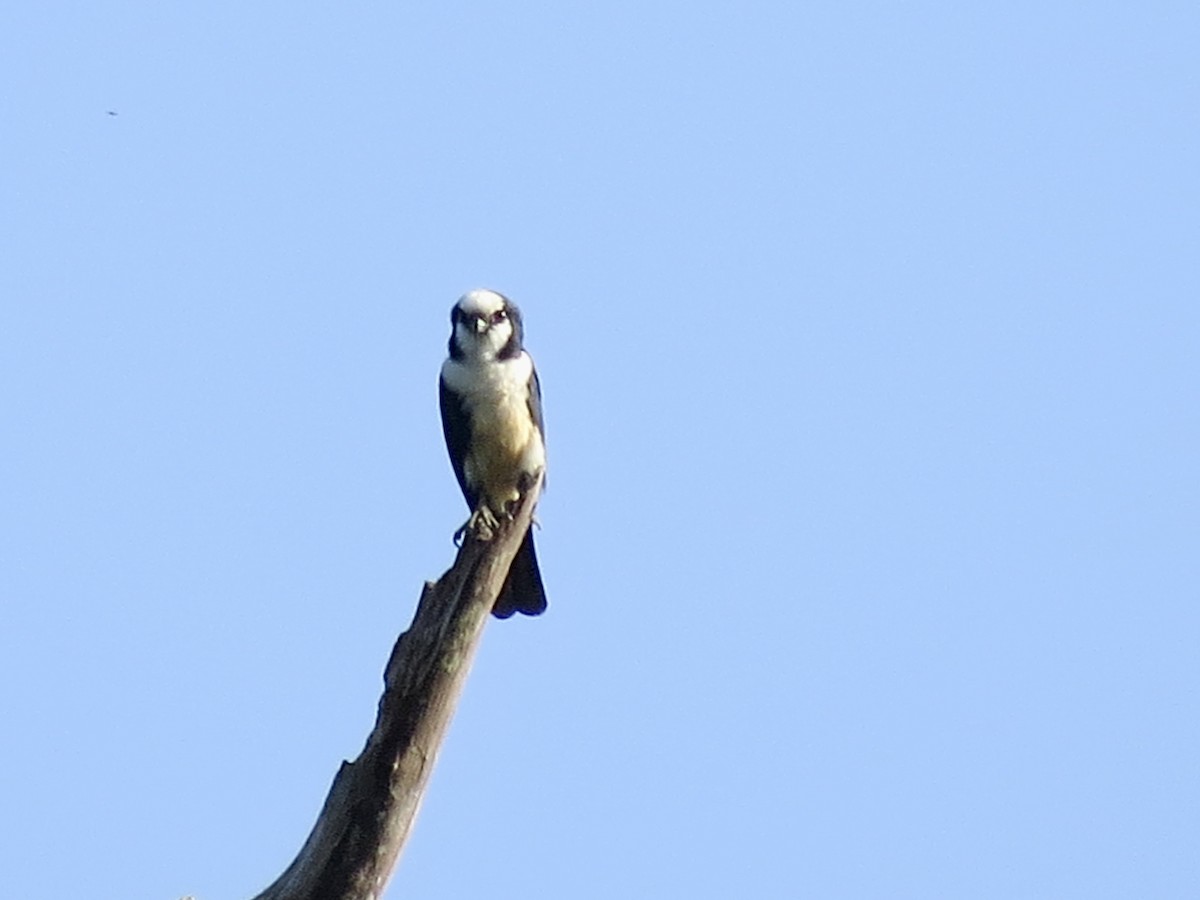 White-fronted Falconet - GARY DOUGLAS