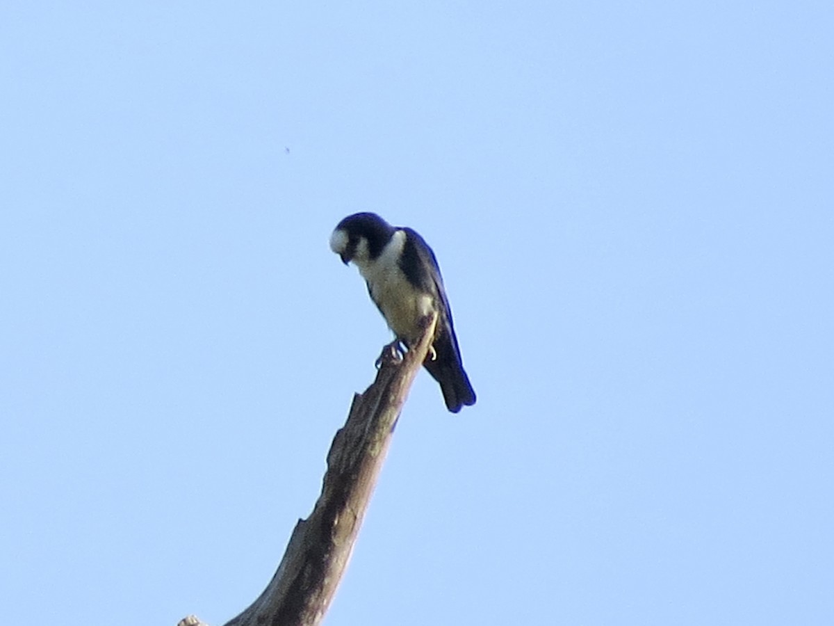 White-fronted Falconet - ML429931021