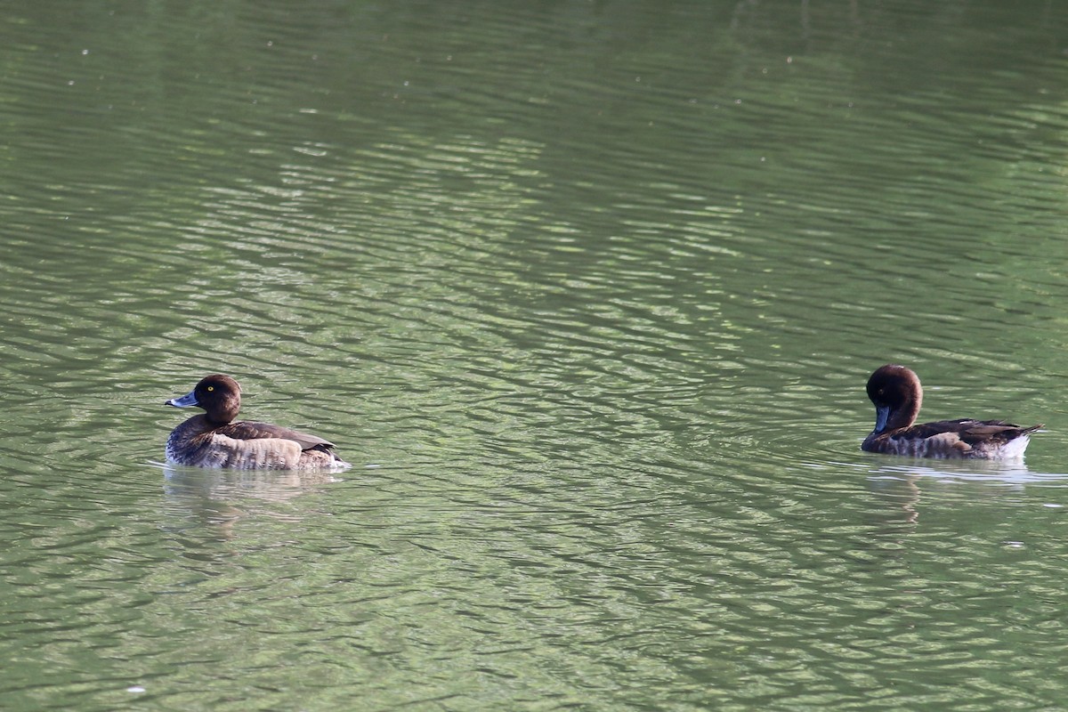 Tufted Duck - ML42993301