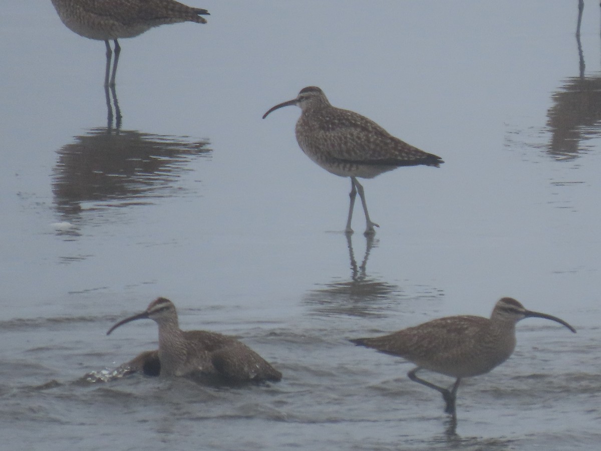 Whimbrel - ML429933791