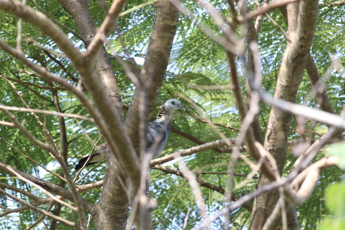 Ashy Wood-Pigeon - ML42993381