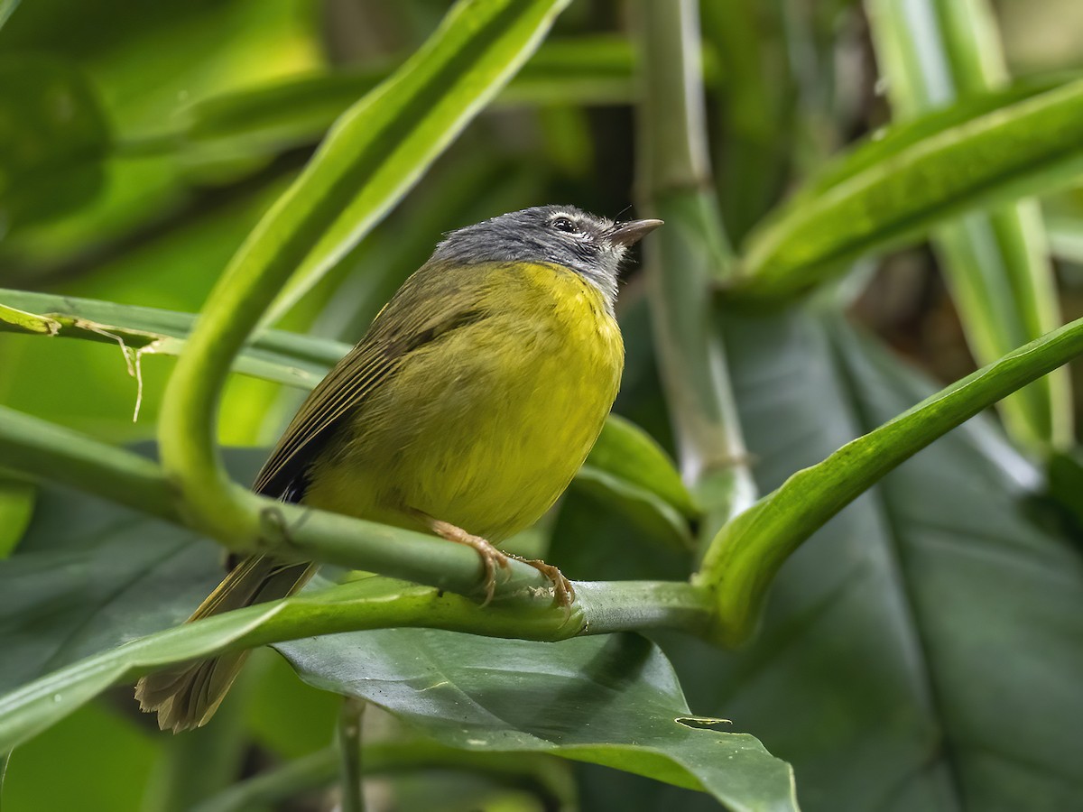 White-lored Warbler - ML429934071