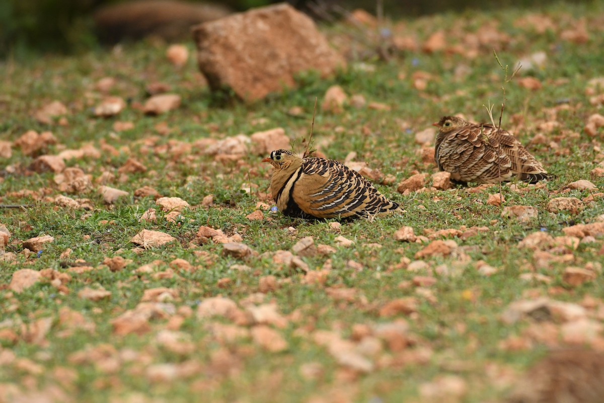 Painted Sandgrouse - Jeetendra Chaware